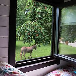 Vakantiehuis in Opheusden