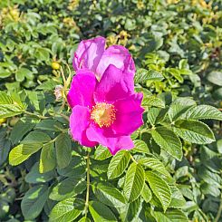 Vakantiehuis "Maike" - 200m from the sea