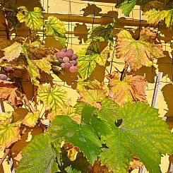 Vakantiehuis "Amlethus" - 375m from the sea