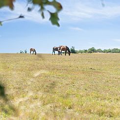 Vakantiehuis "Eeske" - 800m from the sea