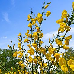 Vakantiehuis "Ajla" - 500m from the sea