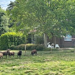 Vakantiehuis in Joppe