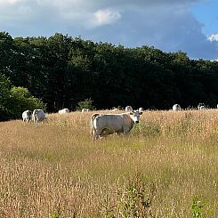 Vakantiehuis in Sellingen