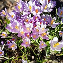 Vakantiehuisje in Opende