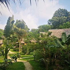 Jungle Garden