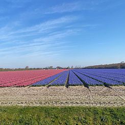 Vakantiehuis mit gepflegtem Garten in Julianadorp