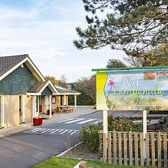 Campanula 52 Sint Maartenszee