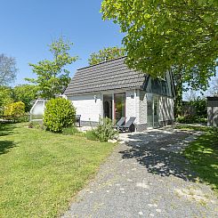 Campanula 52 Sint Maartenszee