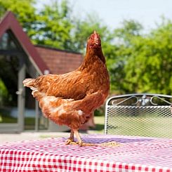 Vakantiehuisje in Aartswoud