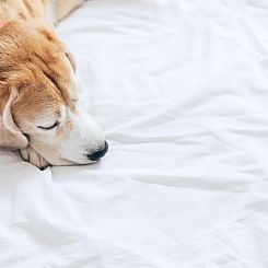 Red Lion Inn & Suites Auburn/Seattle