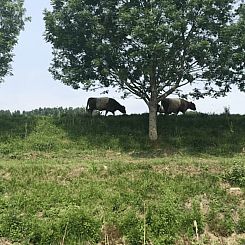 Vakantiehuis in Schoondijke