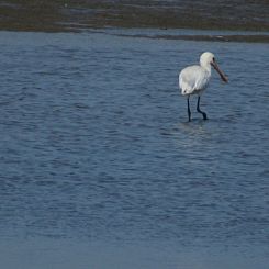 Appartement Gemütliches Mobilheim mit 3 Schlafzimmern