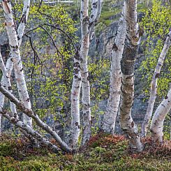 Abisko Guesthouse & Activities