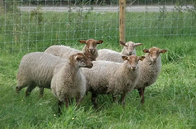 Hoeve de Hagepoorter 1 - Haagbeuk