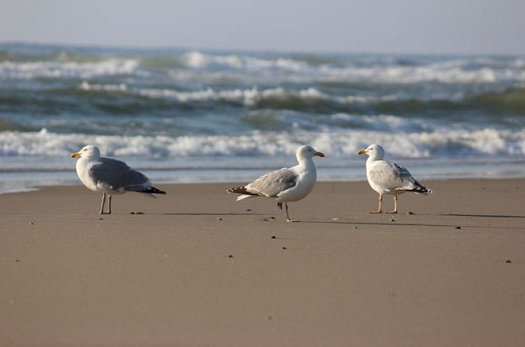 Landhuis Rietgedekt Eldorado Texel
