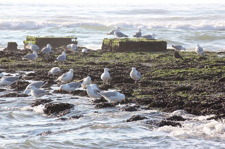 Landhuis Rietgedekt Eldorado Texel