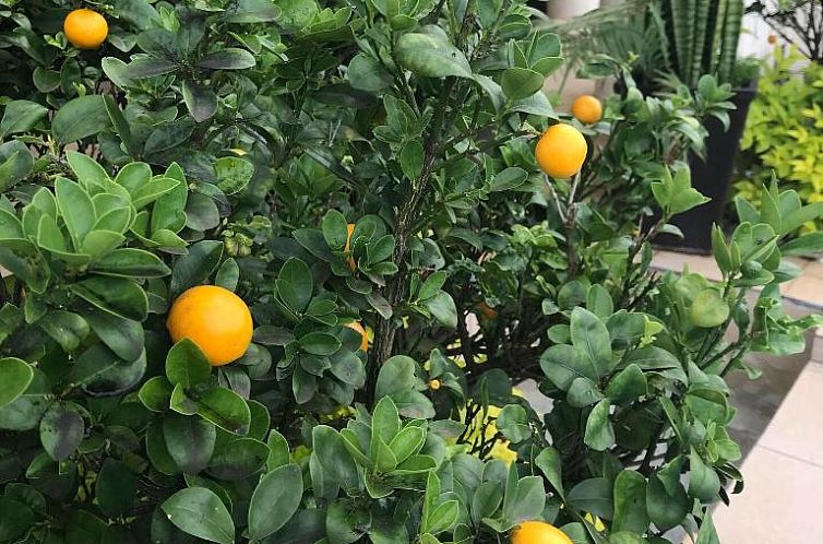 La Dolce Vita Umhlanga Guesthouse