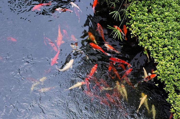 Kosa Hotel & Shopping Mall -SHA Certified