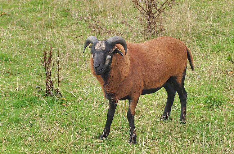 Vakantiehuis "Iorund" - 550m from the sea