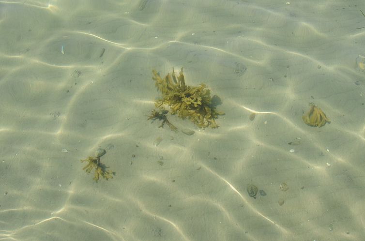 Vakantiehuis "Kalv" - 75m from the sea