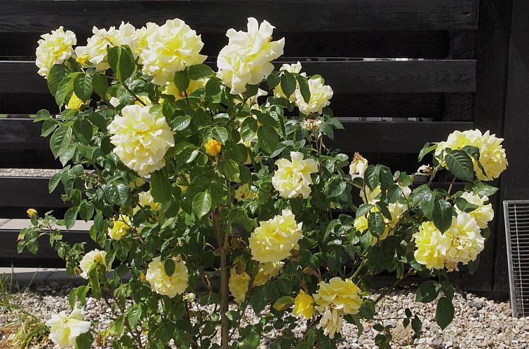 Vakantiehuis "Hortensia" - 350m from the sea