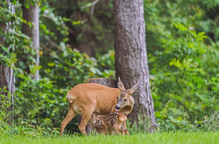 Vakantiehuis "Auli" - 125m from the sea