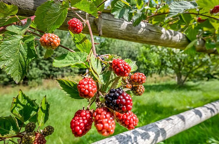 Vakantiehuis "Jyrki" - 100m from the sea