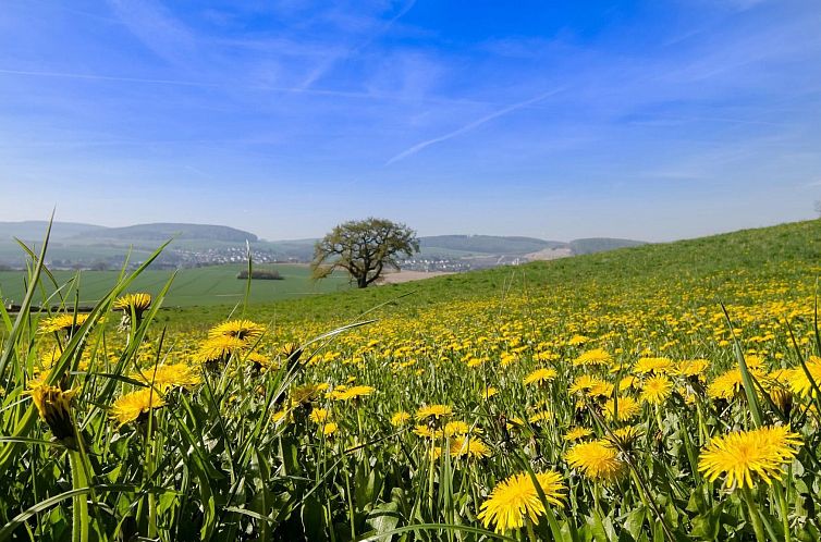 Appartement Große Wohnung in Bodenwerder mit Garten, Terras