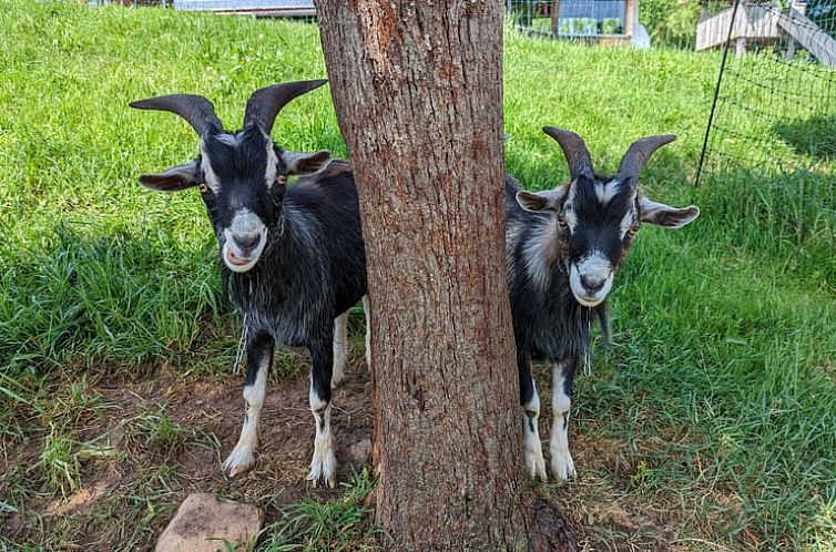 Huisje in Oberharmersbach