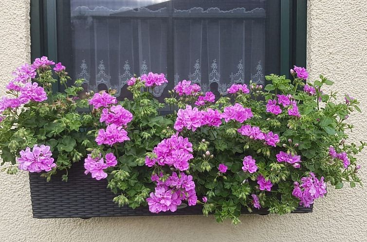 Appartement Am Marsfeld