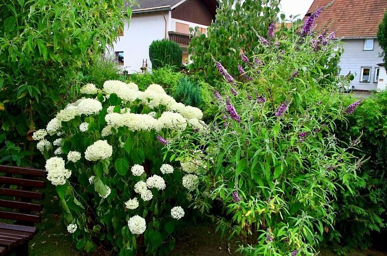 Appartement Bad Grund