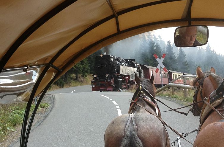 Appartement Wohnung in Bad Harzburg mit Garten