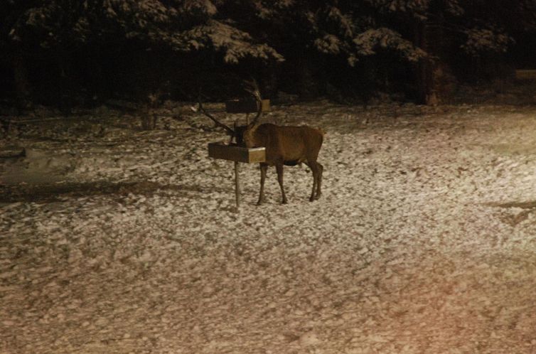 Appartement Wohnung in Bad Harzburg mit Garten