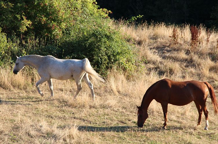 Appartement Villa Silberborn A10