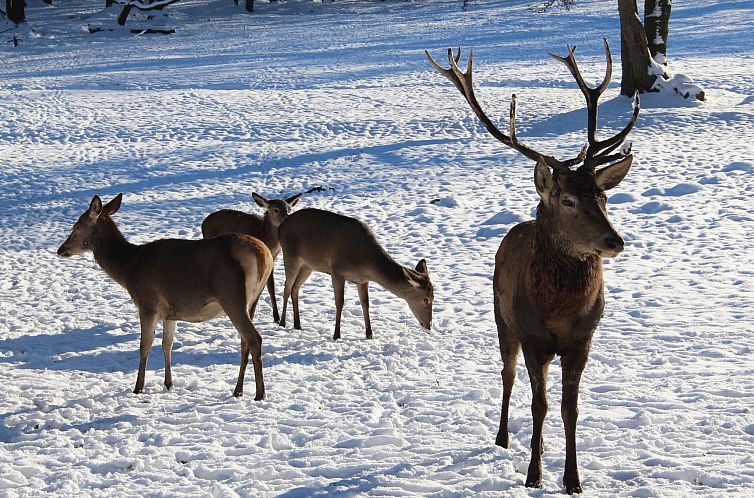 Appartement Villa Silberborn A10