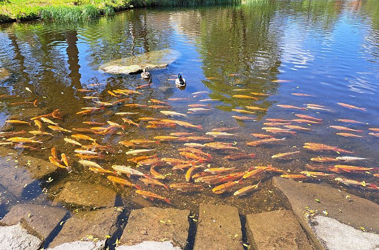 Vakantiehuis Blockhaus Bodefall