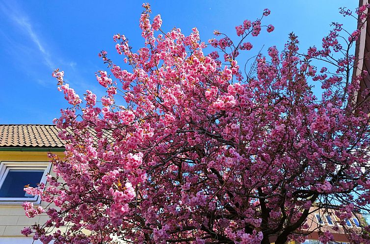 Appartement Große Auszeit