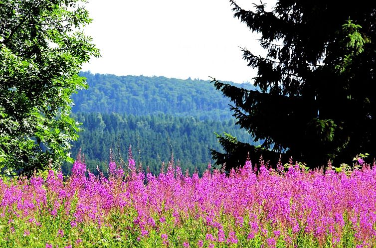 Appartement mit herrlicher Aussicht in die Berge