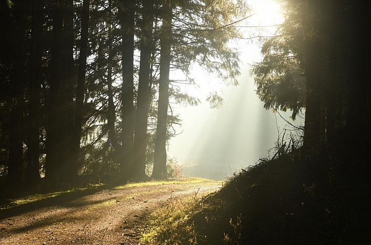 Appartement Wohnung in Hohegeiß mit Grill und Garten