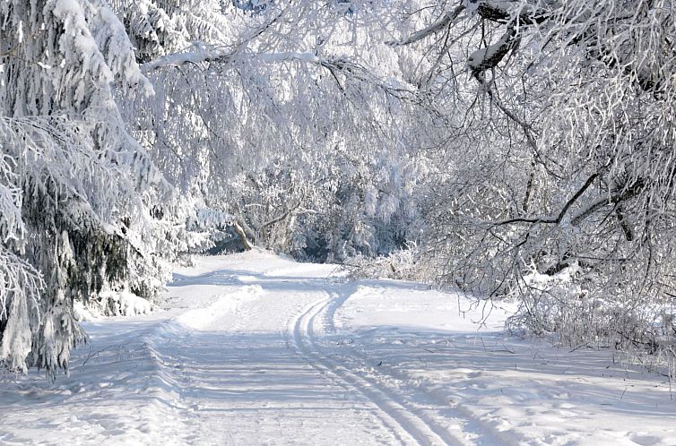 Appartement Wohnung in Hohegeiß mit Grill und Garten