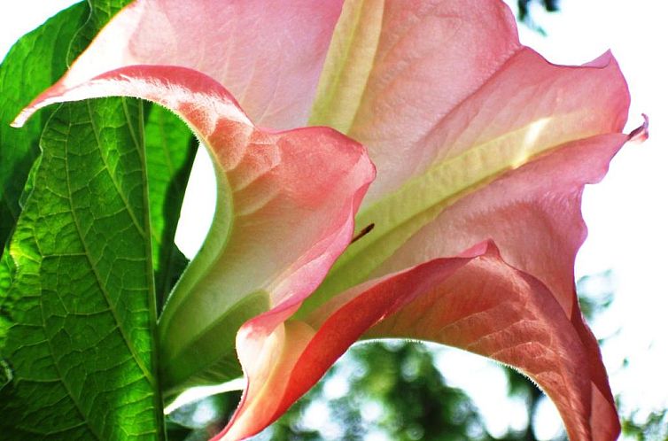 Cherry Tree Cottage B&B Linden