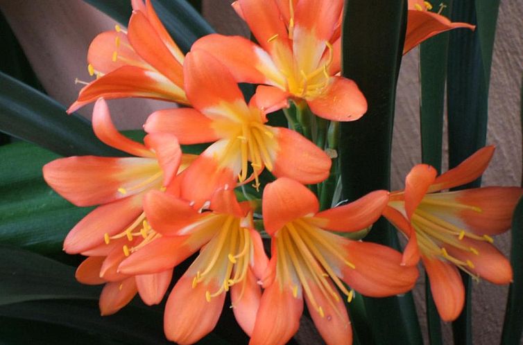 Cherry Tree Cottage B&B Linden