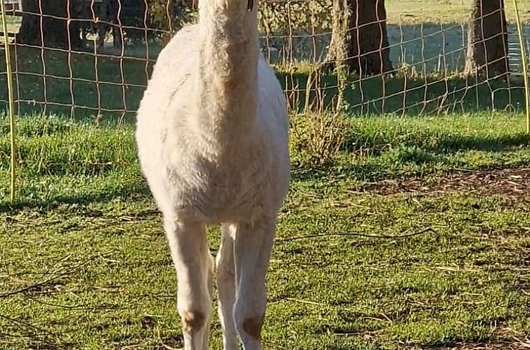Vakantiehuisje in Friedrichsbrunn