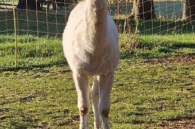 Vakantiehuisje in Friedrichsbrunn