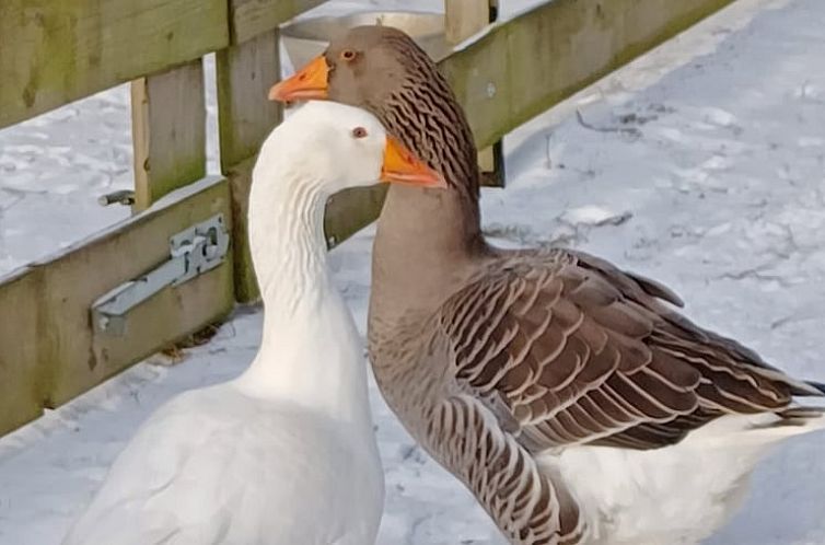 Vakantiehuisje in Friedrichsbrunn