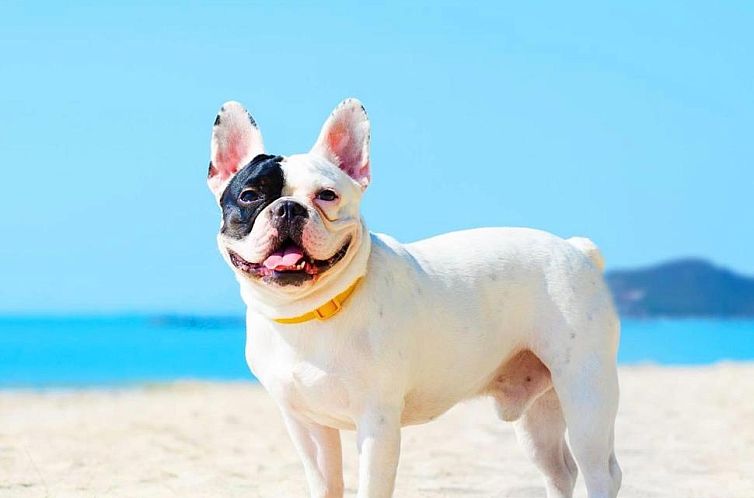 Rabbit Resort Pattaya-Sha Extra Plus