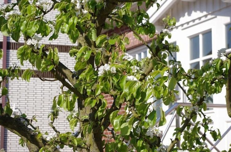 Appartement Gästehaus Kopp Wohnung Nr. 04 in Cuxhaven-Duhne