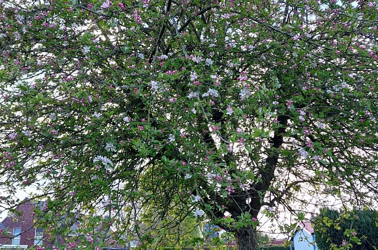 Appartement Kajüte in Fedderwardersiel