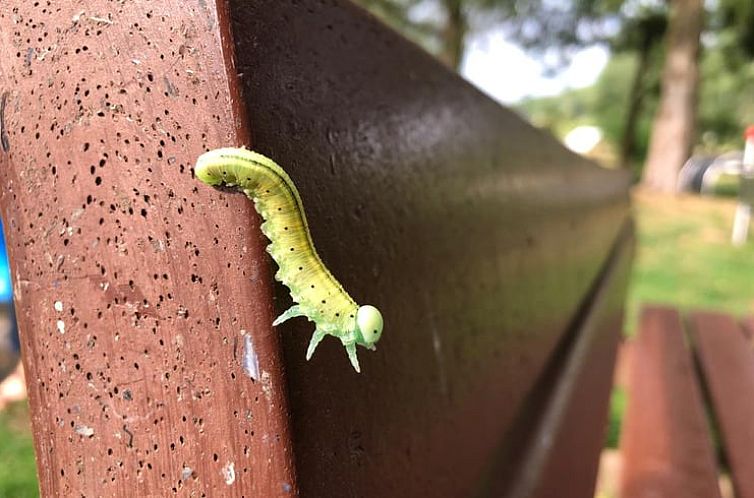 Huisje in Grasellenbach