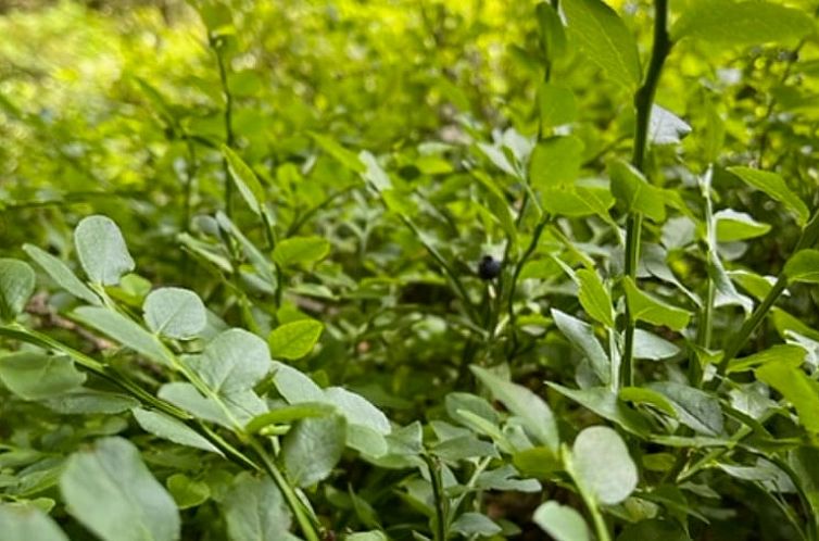 Huisje in Grasellenbach